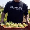 Σταφύλια υψηλής ποιότητας θέτουν τις βάσεις για τα κρασιά του οινοποιείου Ακριώτου