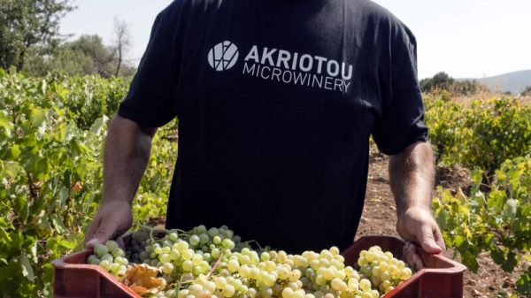 Σταφύλια υψηλής ποιότητας θέτουν τις βάσεις για τα κρασιά του οινοποιείου Ακριώτου