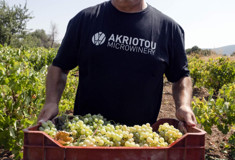 Σταφύλια υψηλής ποιότητας θέτουν τις βάσεις για τα κρασιά του οινοποιείου Ακριώτου