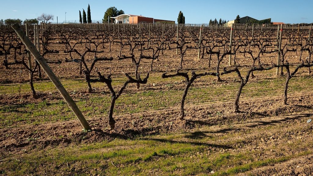Παγκόσμια πρωτοβουλία για ενιαία μέτρηση άνθρακα στα αμπελοτόπια του κόσμου