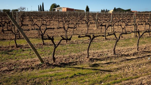 Παγκόσμια πρωτοβουλία για ενιαία μέτρηση άνθρακα στα αμπελοτόπια του κόσμου