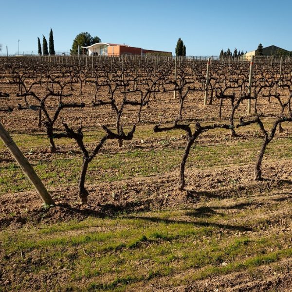 Παγκόσμια πρωτοβουλία για ενιαία μέτρηση άνθρακα στα αμπελοτόπια του κόσμου