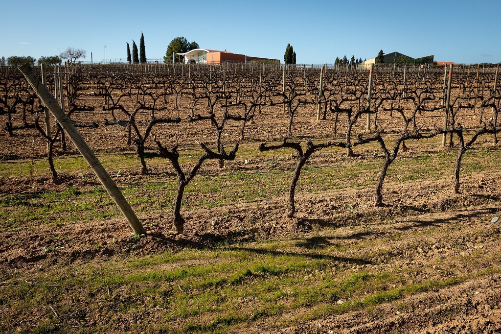 Παγκόσμια πρωτοβουλία για ενιαία μέτρηση άνθρακα στα αμπελοτόπια του κόσμου