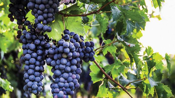 Μνήμες 400 ετών κουβαλά το Cabernet Sauvignon