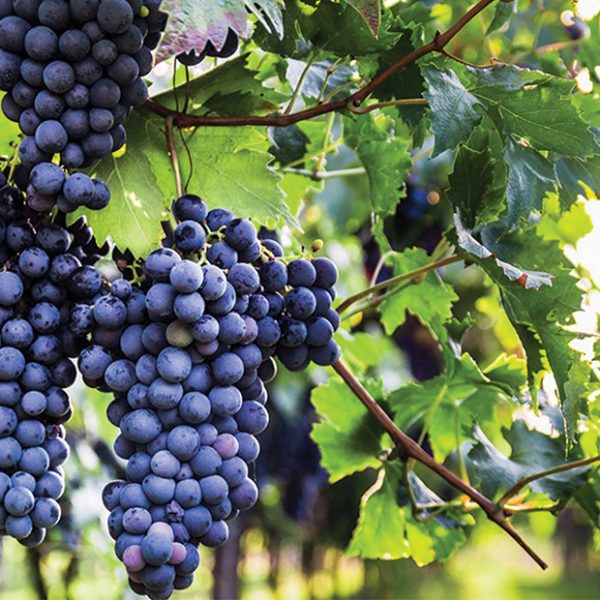 Μνήμες 400 ετών κουβαλά το Cabernet Sauvignon