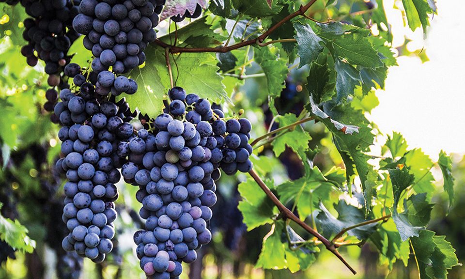 Μνήμες 400 ετών κουβαλά το Cabernet Sauvignon