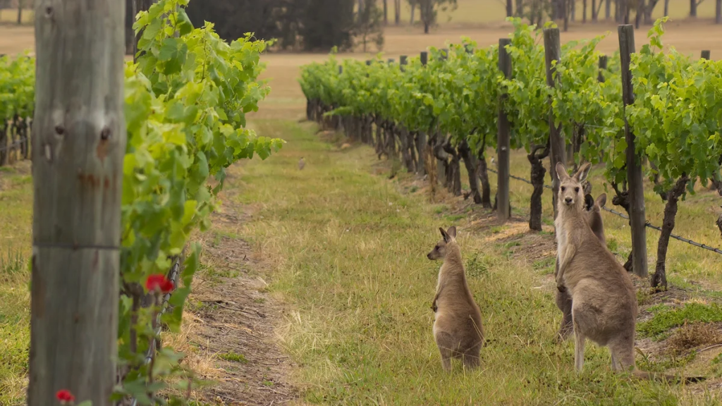 Η αύξηση αποθεμάτων οδηγεί σε «αναγκαστική» αγρανάπαυση τον αυστραλιανό αμπελώνα