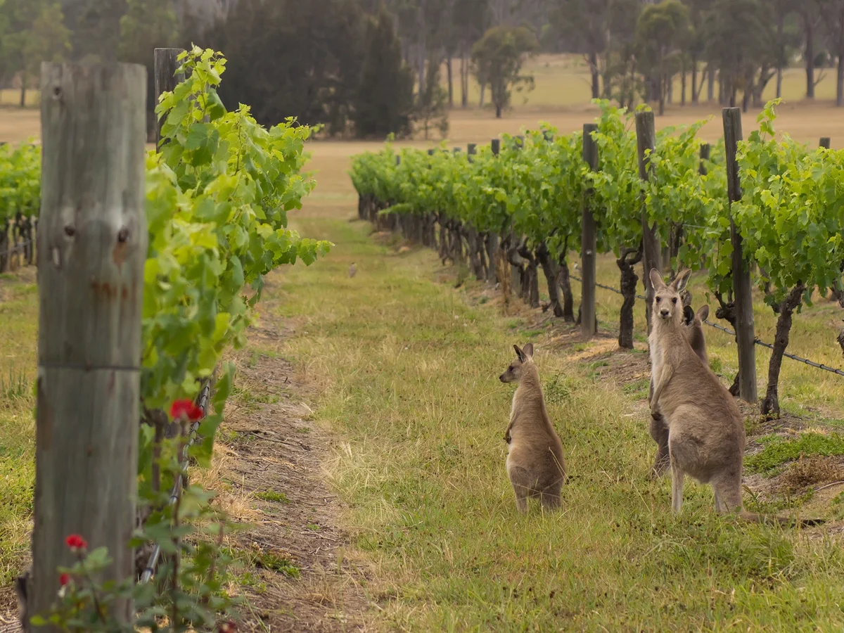 Η αύξηση αποθεμάτων οδηγεί σε «αναγκαστική» αγρανάπαυση τον αυστραλιανό αμπελώνα