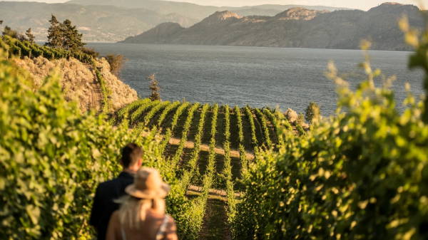 Η οπτική αφήγηση που μετατρέπει τον τόπο σε ταυτότητα κρασιού
