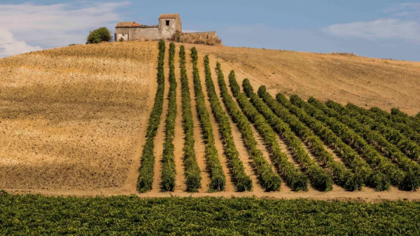 Η Σικελία επανέρχεται δυναμικά στον παγκόσμιο οινικό χάρτη