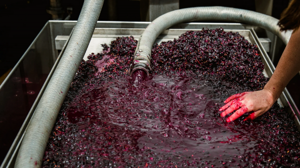 Νέοι δρόμοι για την ποικιλία Tannat με μειωμένο διοξείδιο του θείου