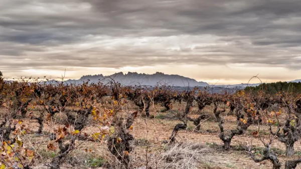 Η Cava ανεβάζει τον πήχη με την ανώτερη κατηγορία Paraje Calificado