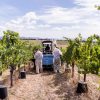 Υπερπαραγωγή και πτώση ζήτησης οδηγούν την αυστραλιανή οινοποιία σε κρίση