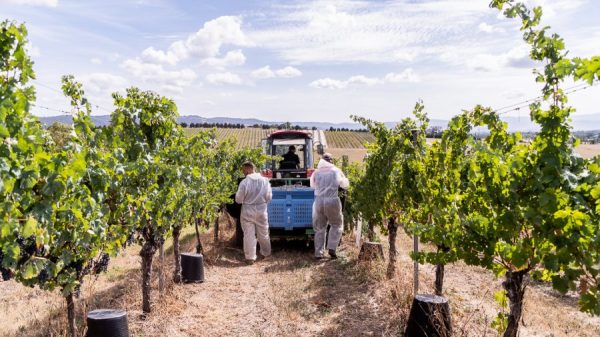 Υπερπαραγωγή και πτώση ζήτησης οδηγούν την αυστραλιανή οινοποιία σε κρίση