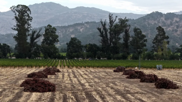 Λεπτή ισορροπία για βιομηχανία οίνου ΗΠΑ οι εκριζώσεις άνω των 400.0000 στρεμμάτων αμπελώνων στην Καλιφόρνια την τελευταία 2ετία