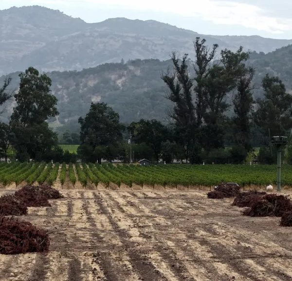 Λεπτή ισορροπία για βιομηχανία οίνου ΗΠΑ οι εκριζώσεις άνω των 400.0000 στρεμμάτων αμπελώνων στην Καλιφόρνια την τελευταία 2ετία
