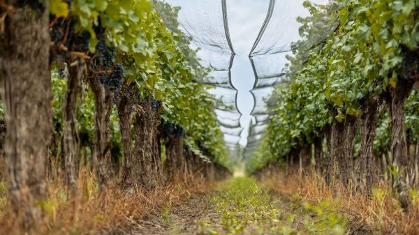 Για το αργεντίνικο κρασί η κατανάλωση υποχωρεί και η ποιότητα απογειώνεται