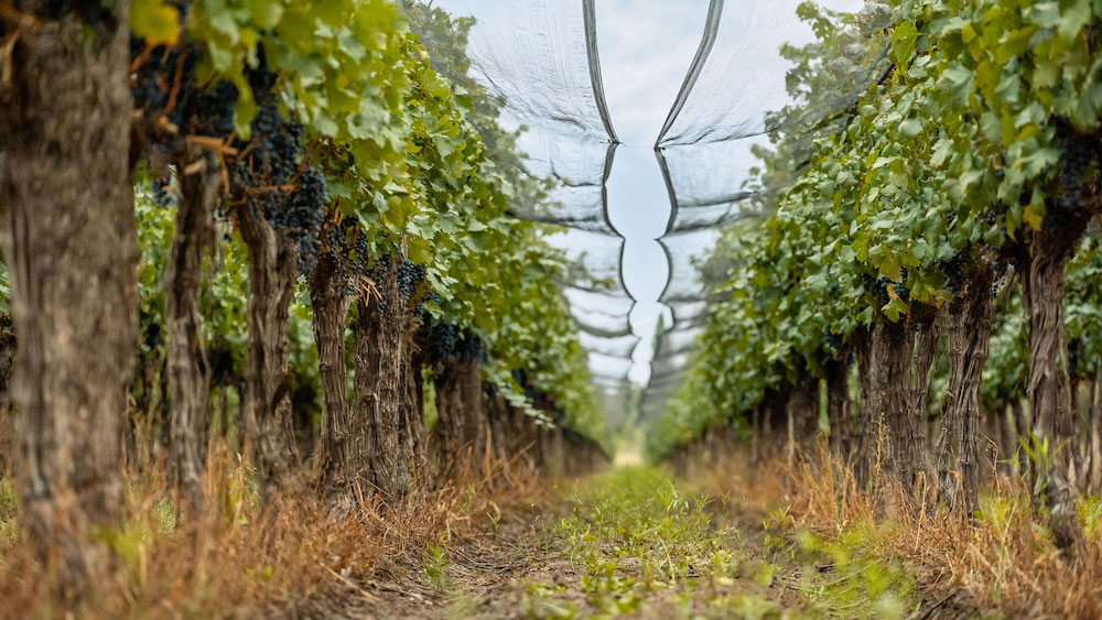 Για το αργεντίνικο κρασί η κατανάλωση υποχωρεί και η ποιότητα απογειώνεται