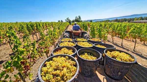 Υποβολή Δηλώσεων Συγκομιδής Σταφυλιών Οινοποιήσιμων Ποικιλιών Αμπέλου 2025