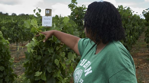 Στην Νότια Αφρική ο αμπελώνας συρρικνώνεται και η βιωσιμότητα πιέζεται