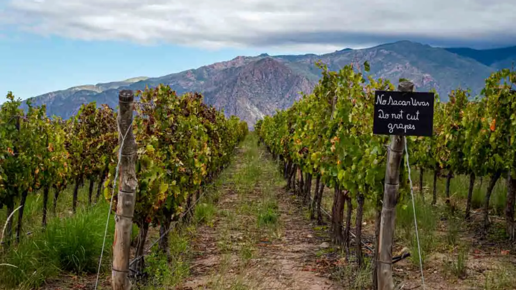 Η Αργεντινή χάριν ανταγωνιστικότητας καταργεί το 80% της νομοθεσίας της για το κρασί
