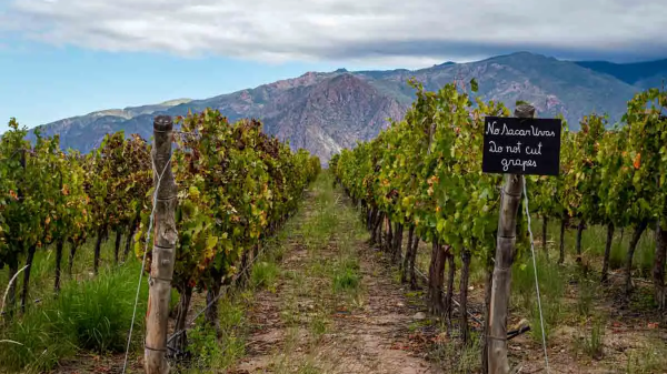 Η Αργεντινή χάριν ανταγωνιστικότητας καταργεί το 80% της νομοθεσίας της για το κρασί
