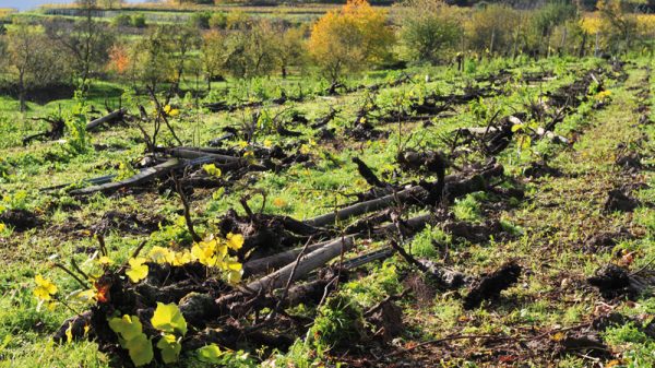 Επανέρχονται οι πριμοδοτούμενες εκριζώσεις αμπελώνων, μια αντεπανάσταση μετά από 20 χρόνια απελευθέρωσης