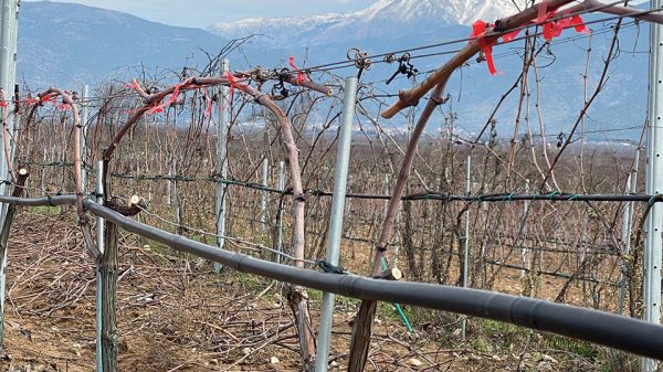 Μακροχρόνια η δράση των ασθενειών του ξύλου στους αμπελώνες, αναγκαία προληπτικά μέτρα