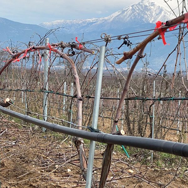 Μακροχρόνια η δράση των ασθενειών του ξύλου στους αμπελώνες, αναγκαία προληπτικά μέτρα
