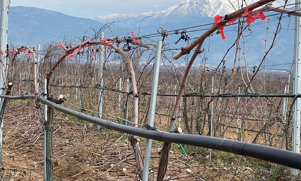 Μακροχρόνια η δράση των ασθενειών του ξύλου στους αμπελώνες, αναγκαία προληπτικά μέτρα