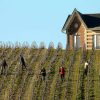 Η Γαλλία επανασχεδιάζει τον αμπελώνα της εν μέσω βαθιάς οινικής κρίσης