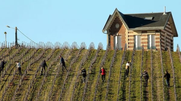 Η Γαλλία επανασχεδιάζει τον αμπελώνα της εν μέσω βαθιάς οινικής κρίσης