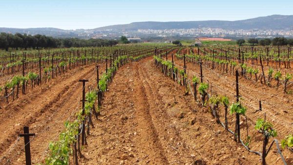 Αιτήσεις για «Προώθηση Οίνων σε Τρίτες Χώρες» έως 27 Φεβρουαρίου