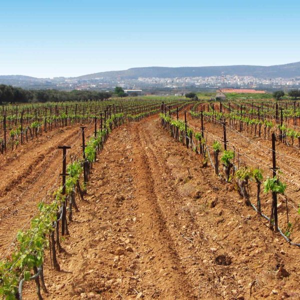 Αιτήσεις για «Προώθηση Οίνων σε Τρίτες Χώρες» έως 27 Φεβρουαρίου