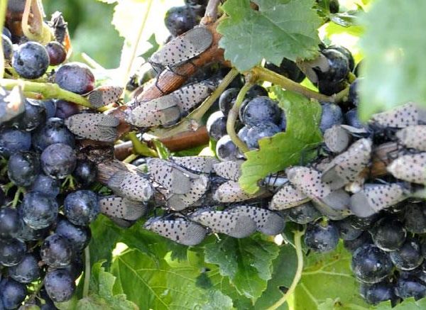 Kαμπανάκι Γάλλων επιστημόνων για πιθανή άφιξη κηλιδωτής μύγας στους ευρωπαϊκούς αμπελώνες