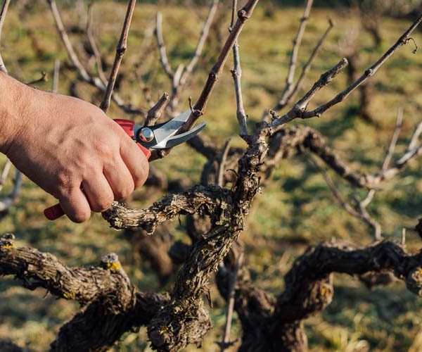 Αναγκαία γνώση η δυναμικότητα κάθε ποικιλίας πριν το κλάδεμα της αμπέλου