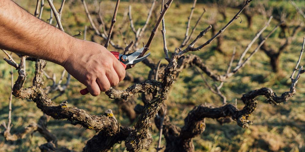 Αναγκαία γνώση η δυναμικότητα κάθε ποικιλίας πριν το κλάδεμα της αμπέλου