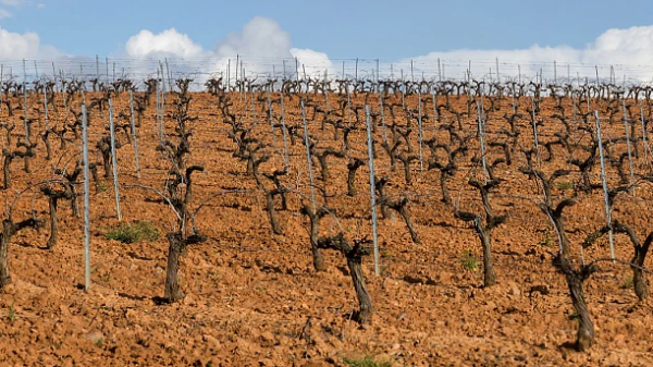 Αιτήσεις για «Προώθηση Οίνων σε Τρίτες Χώρες» έως 27 Φεβρουαρίου