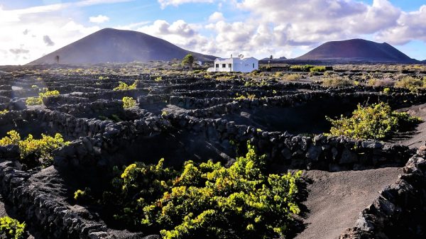 Ηφαιστειακό κρασί: εκεί όπου η γεωλογία αποκτά φωνή στο ποτήρι