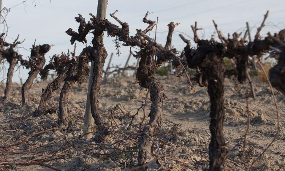 Σε προληπτικά μέτρα βασίζεται η αντιμετώπιση των ασθενειών του ξύλου στα αμπέλια