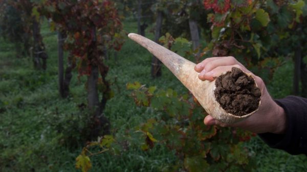 Κρασιά βιολογικής και βιοδυναμικής αμπελοκαλλιέργειας στο Wine Club Thessaloniki ’96