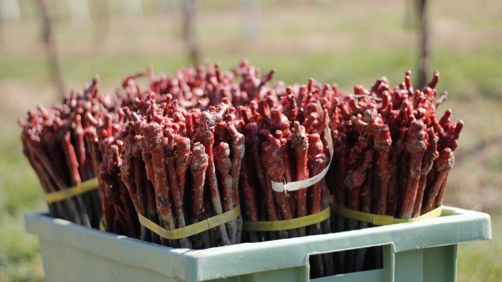 Με 11,7 εκατ. ευρώ αναδιάρθρωση 7.060,5 στρεμμάτων για 2025-2026, οι τελικοί δικαιούχοι