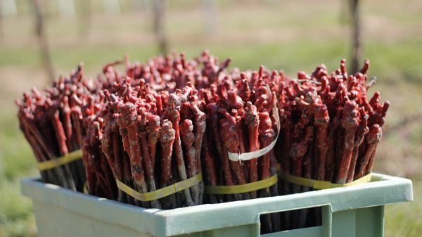 Με 11,7 εκατ. ευρώ αναδιάρθρωση 7.060,5 στρεμμάτων για 2025-2026, οι τελικοί δικαιούχοι