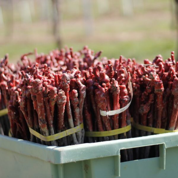 Με 11,7 εκατ. ευρώ αναδιάρθρωση 7.060,5 στρεμμάτων για 2025-2026, οι τελικοί δικαιούχοι