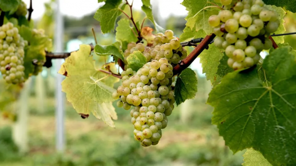 Επτά νέες ανθεκτικές ποικιλίες αμπέλου αλλάζουν το μέλλον της ευρωπαϊκής αμπελουργίας