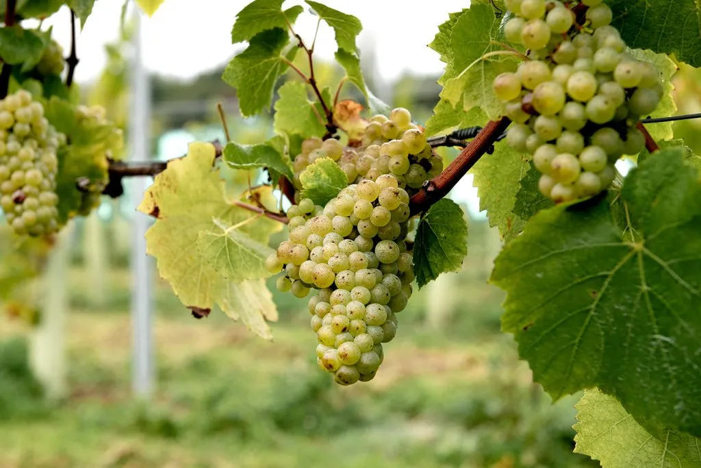 Επτά νέες ανθεκτικές ποικιλίες αμπέλου αλλάζουν το μέλλον της ευρωπαϊκής αμπελουργίας