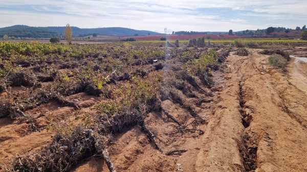 Ισπανικοί αμπελώνες κάτω από τις 900.000 εκτάρια για πρώτη φορά στην ιστορία