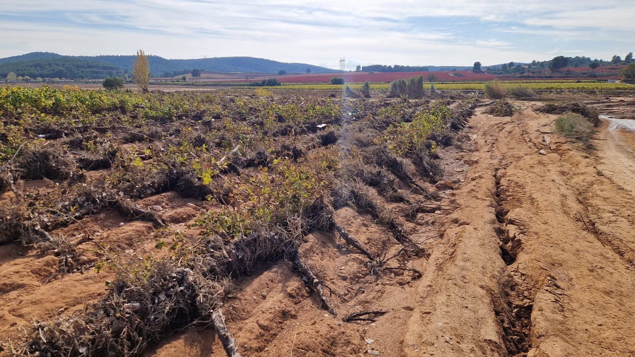 Ισπανικοί αμπελώνες κάτω από τις 900.000 εκτάρια για πρώτη φορά στην ιστορία