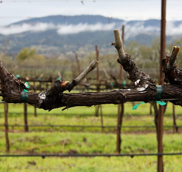 Το σωστό κλάδεμα ως θεμέλιο μακροζωίας και ισορροπίας αμπελώνα