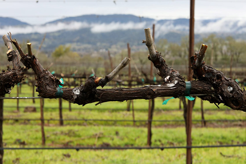 Το σωστό κλάδεμα ως θεμέλιο μακροζωίας και ισορροπίας αμπελώνα